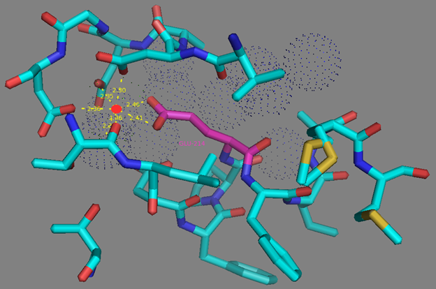 Figure S13. E214 residue surrounding and calcium coordination sphere in EF2 hand according to NCaMP7 X-ray structure (PDB ID - 6XW2). Side group of E214 residue (in magenta) forms two H-bonds with calcium ion (as red dots) from EF2. Water molecules are shown as blue dots.