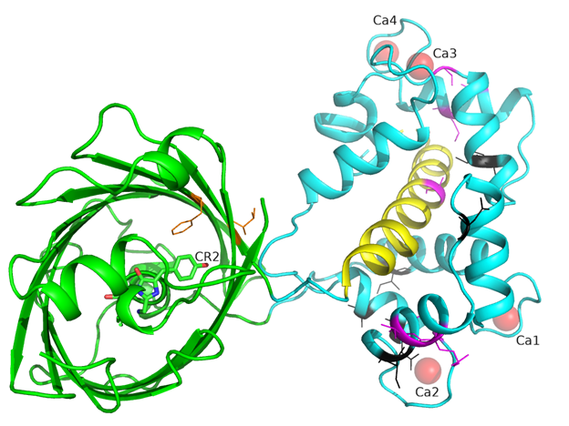 Figure S4. Overview of the mutations found during mutagenesis of NCaMPs on the crystal structure of the NCaMP7 indicator (PDB ID - 6XW2). Cartoon representation of NCaMP7 crystal structure with mutations in fluorescent domain close to the chromophore (within 6Å, in orange), common mutation in CaM and M13-peptide calcium-binding domain (in magenta) and mutations unique to each of NCaMPs (in black). 