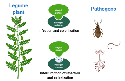 Legume Protease Inhibitors As Biopesticides Encyclopedia