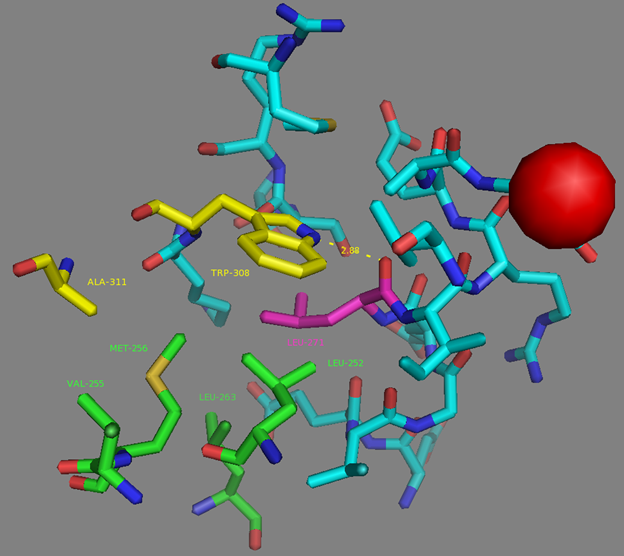 Figure S8. L271 residue surrounding according to NCaMP7 X-ray structure (PDB ID - 6XW2). H-bond is shown as dash lines between L271 (in magenta) and W308. E251 Calcium ion from EF4 is shown as red sphere. Side group of L271 residue (in magenta) is exposed to the hydrophobic pocket which is formed by residues from M13-peptide (A311 and W30, in yellow) and CaM (L252, V255, M256, L263 and L271, in green).