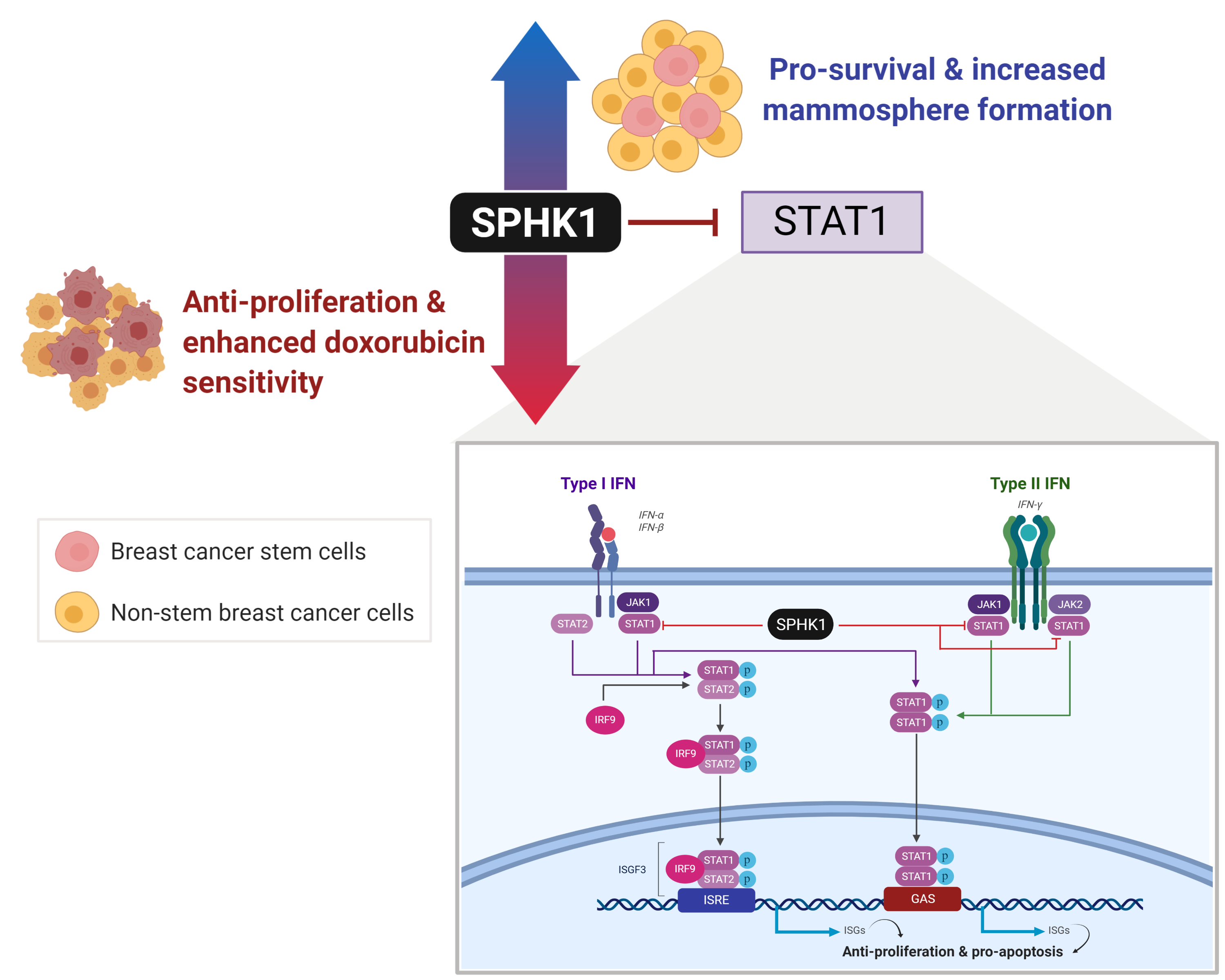 Sphingosine Kinase 1 Regulates the Survival of Breast Cancer Stem Cells and Non-stem Breast Cancer Cells by Suppression of STAT1