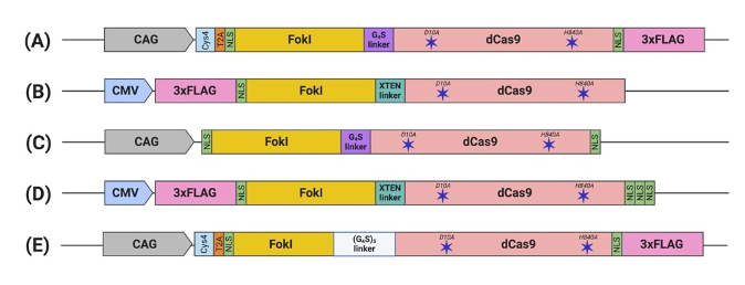 CRISPR FokI Dead Cas9 System | Encyclopedia MDPI