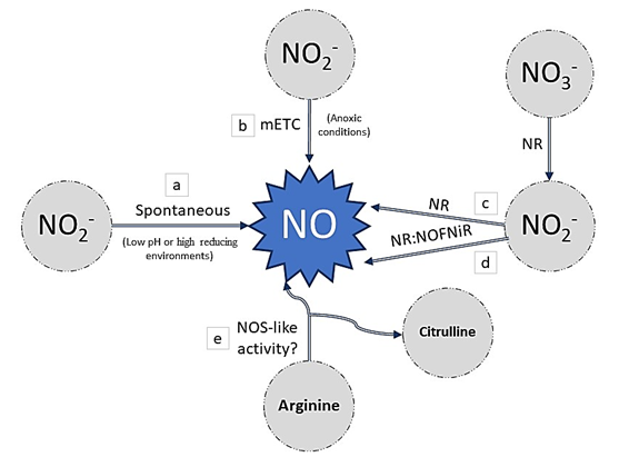 Melatonin Regulate ROS and NO