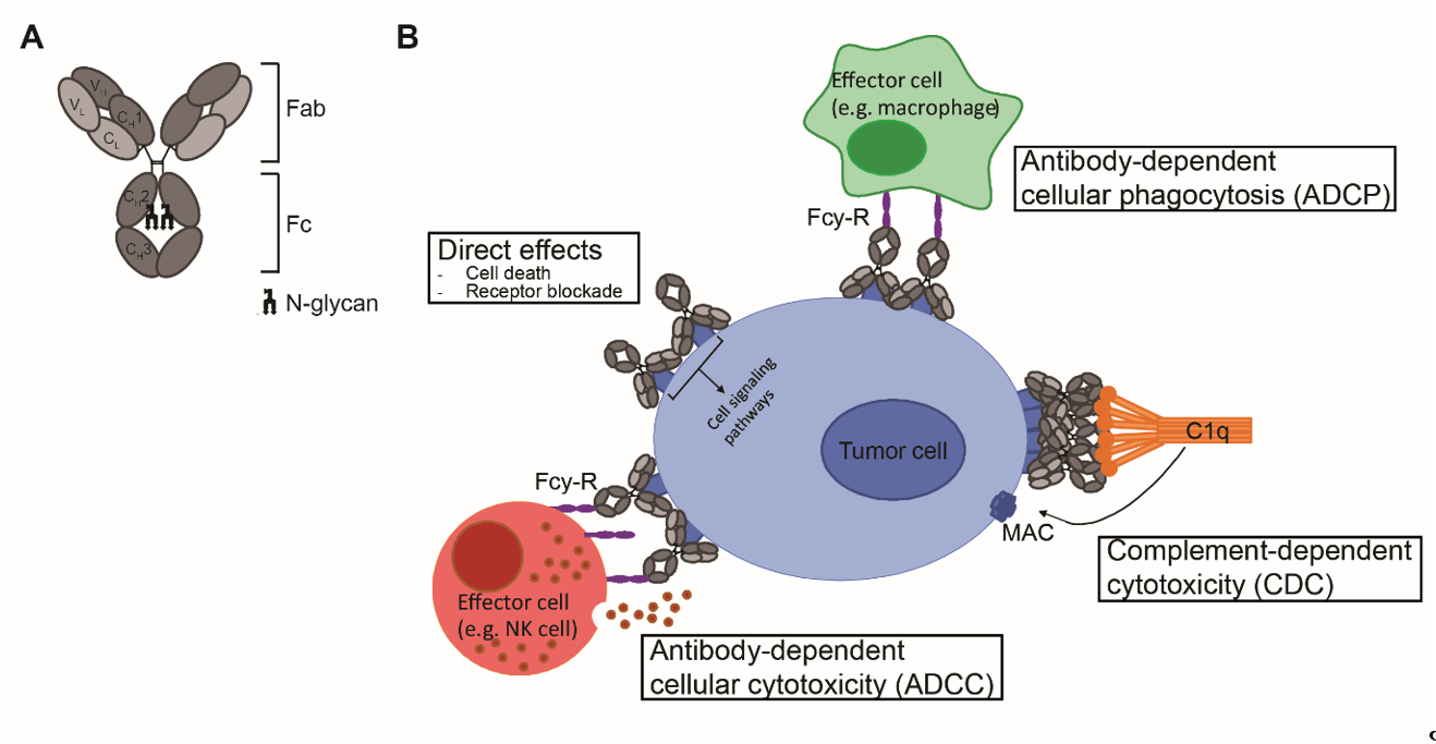 Antibody-Dependent Cell-Mediated Cytotoxicity An Overview, 58% OFF