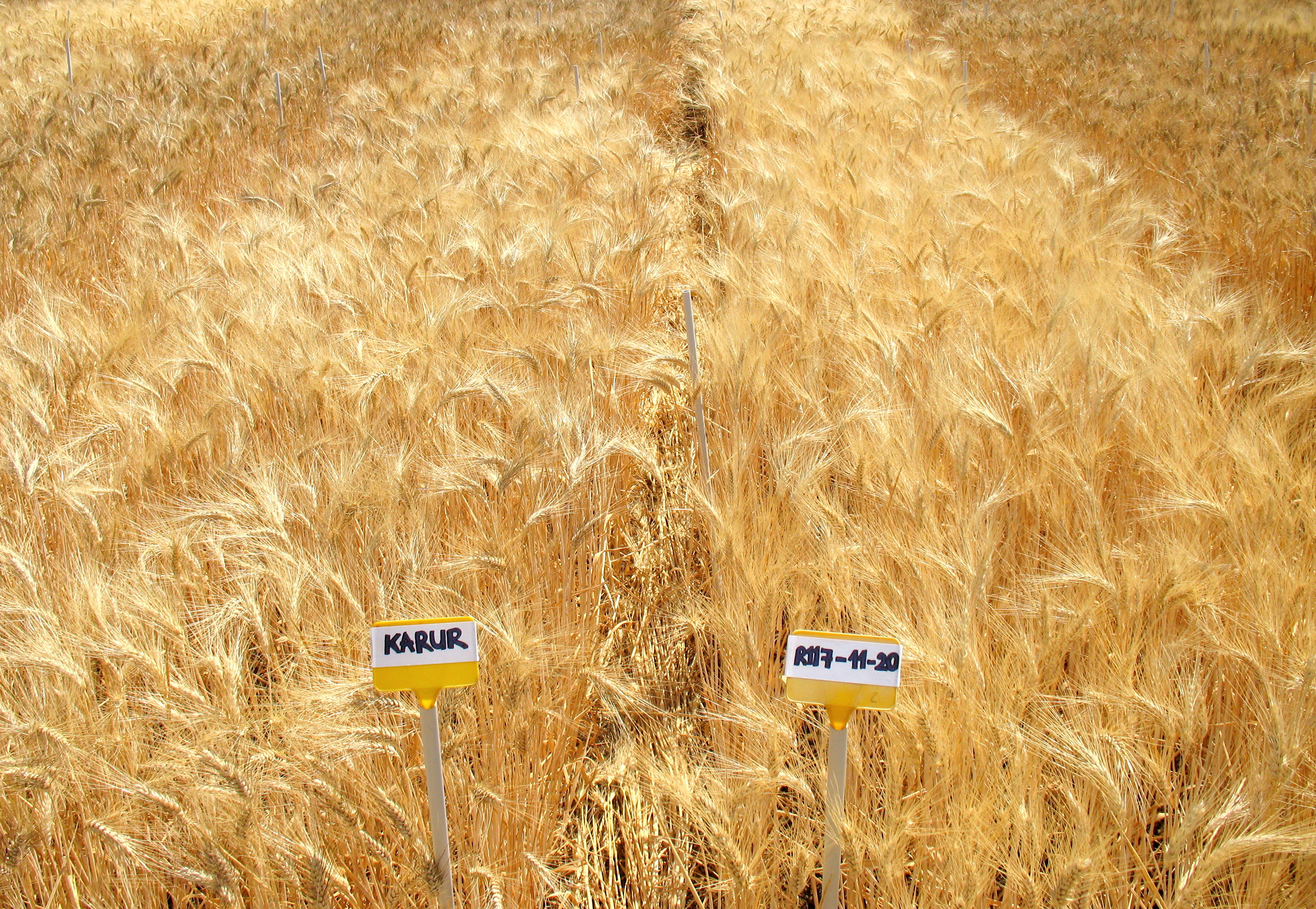 Field view of a high yielding triple recombinant of durum wheat (right), obtained through chromosomal engineering, and its recurrent variety Karur (left)