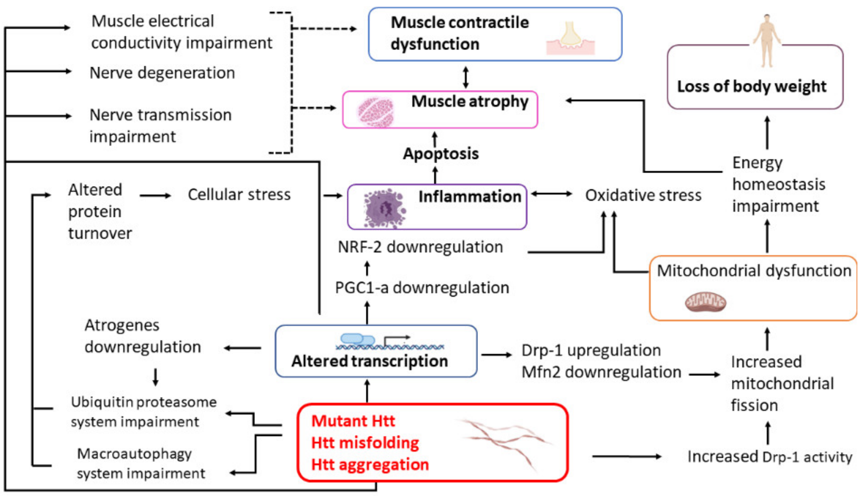 Huntingtons Disease Encyclopedia Mdpi 3811