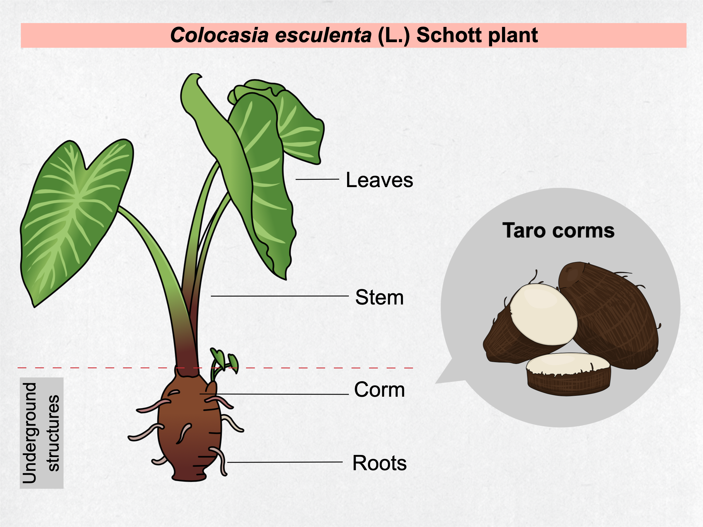 Figure 1. General characterization of taro plant parts.