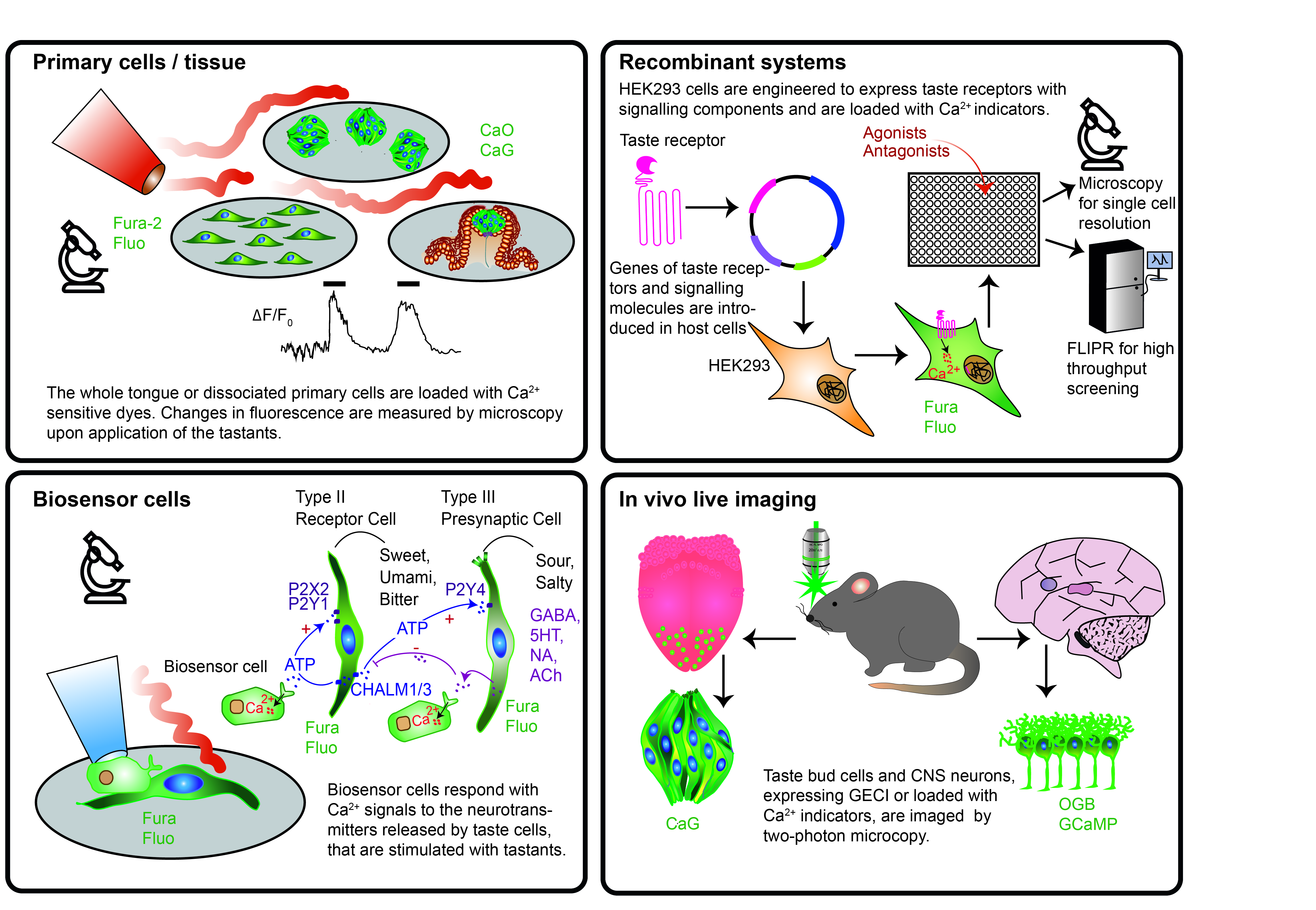 Biological models taking advantage of optical biosensors to study taste signaling